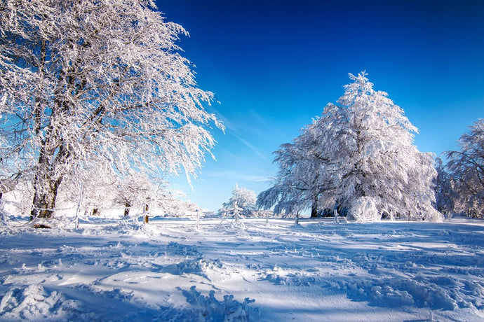 Myths and facts about your immune system – fighting the common cold